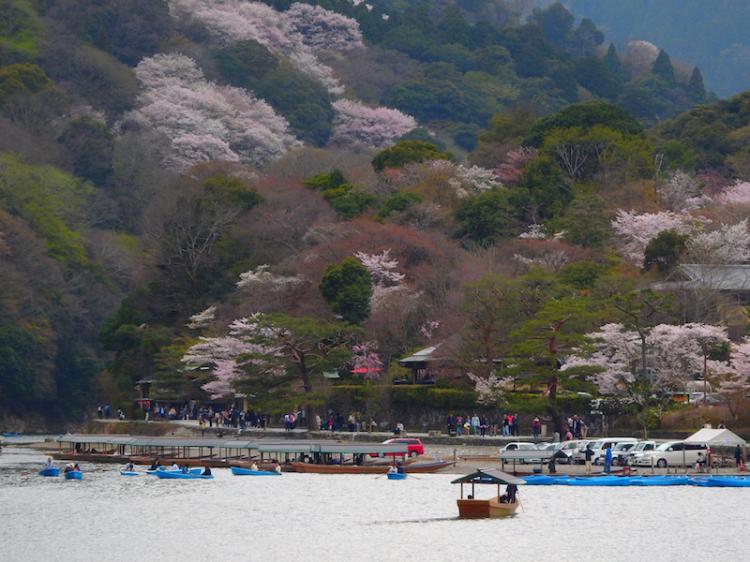 Arashiyama with cherry blossom from TOGETSUKYO.