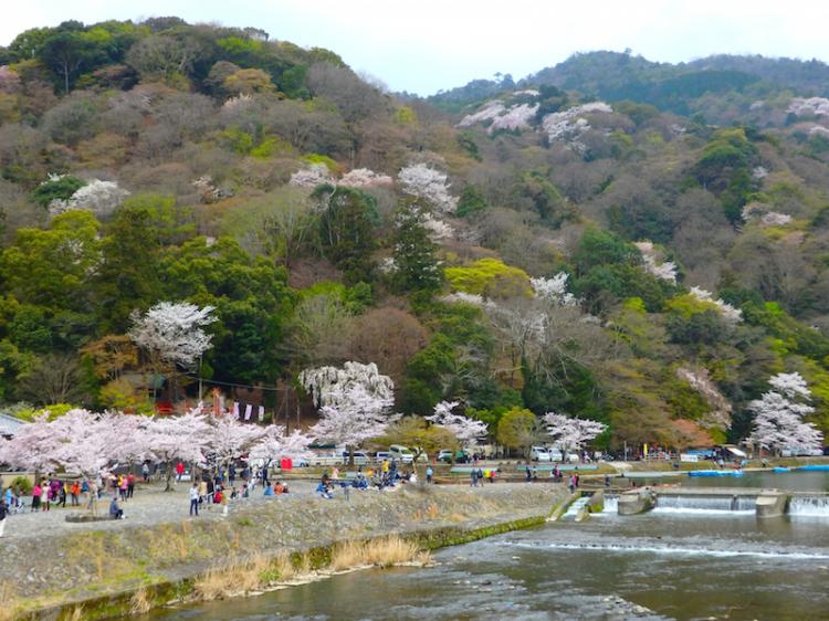 View of spring Arashiyama with cherry blossoms