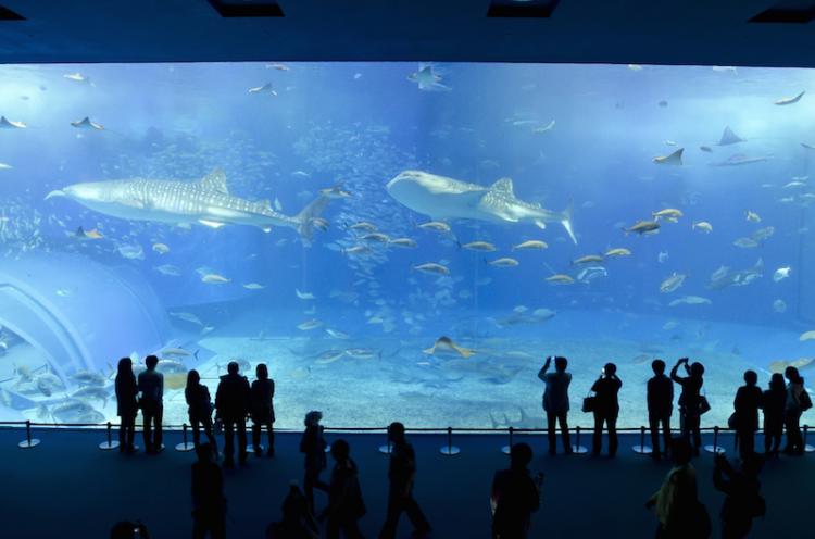 Experience the dynamic ocean world!  Watch whale sharks swimming in one of the largest aquarium tank in the world! Enjoy Chura-umi Aquarium to your heart's content!