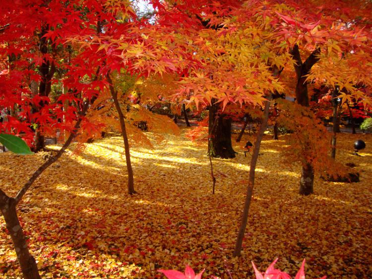 Maple-Leaf Carpet