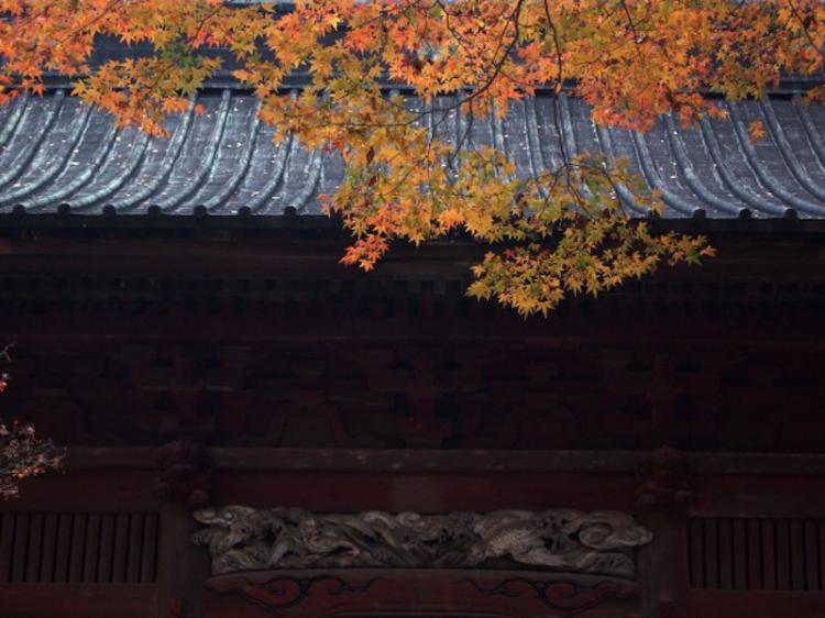 Maple leaves in Hikone Castle