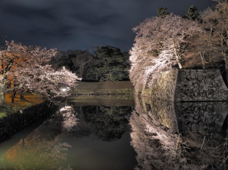 A place of scenic beauty, Hikone Castle's cherry at night