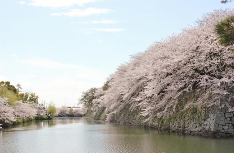 Cherry blossom in Hikone Castle moat