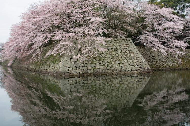 Beautiful cherry blossom of Hikone Castle reflected on the water moat