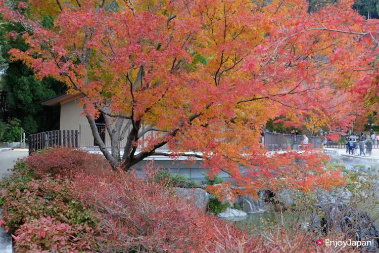 Autumn Leaves in Katsuo-ji