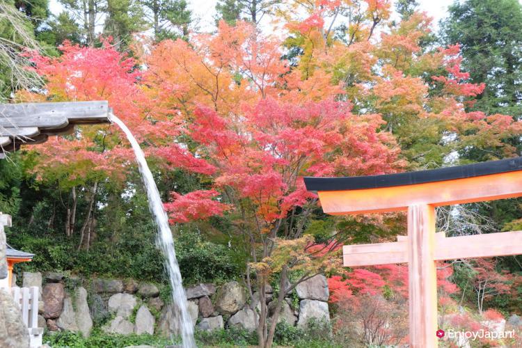 Autumn Leaves in Katsuo-ji