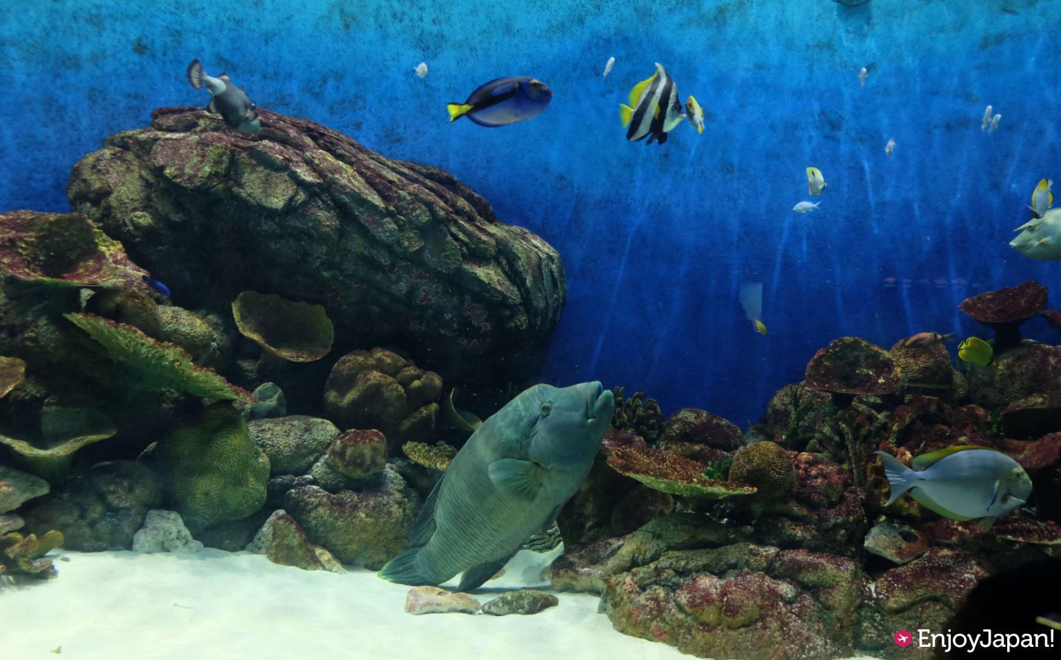 Popular in online reviews! How to enjoy aquarium 