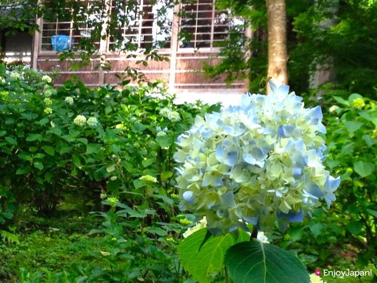 Azisai-en(Hydrangea flower garden)