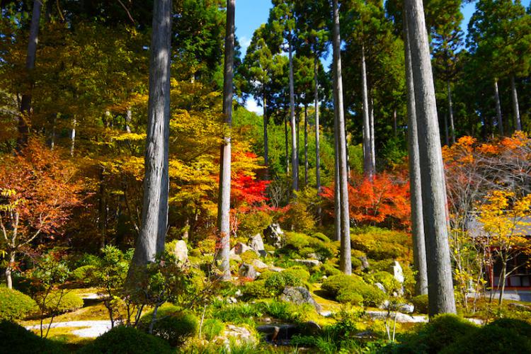 Autumn Leaves in Ohara Sanzen-in