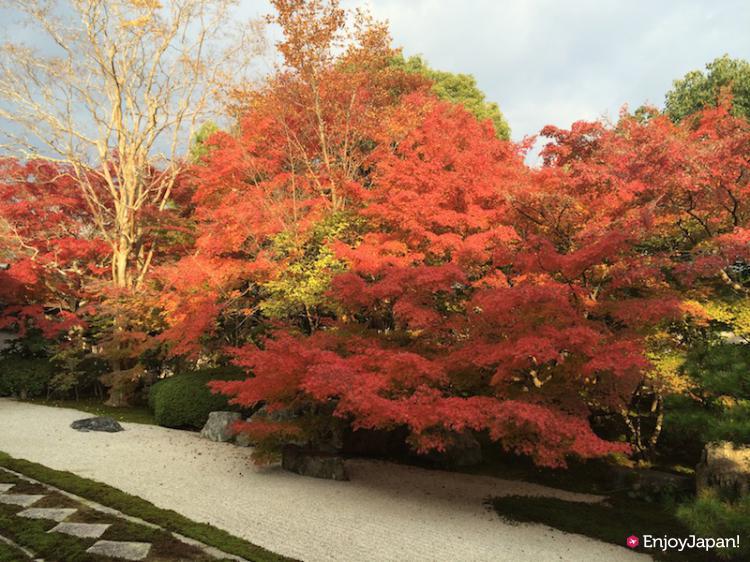 Autumn Leaves in Tenju-an