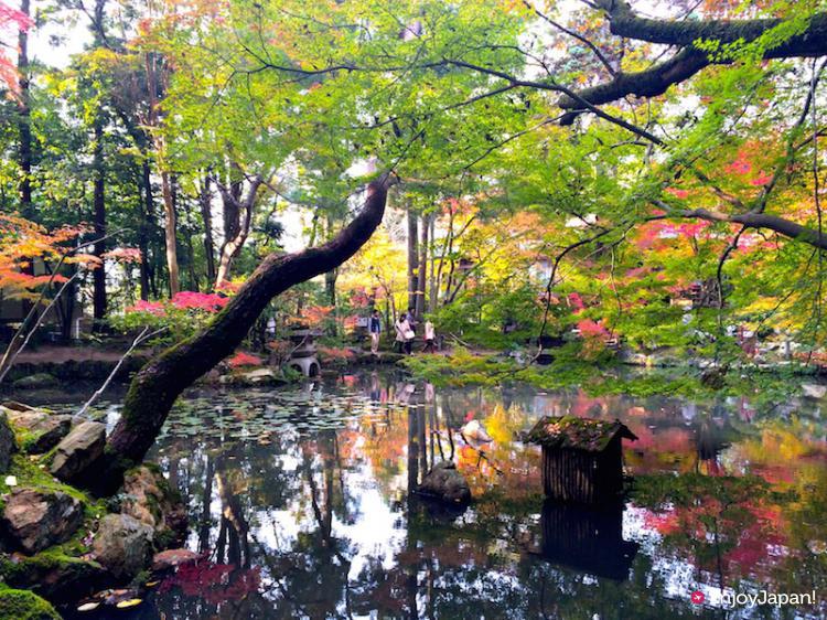 Autumn Leaves in Tenju-an garden