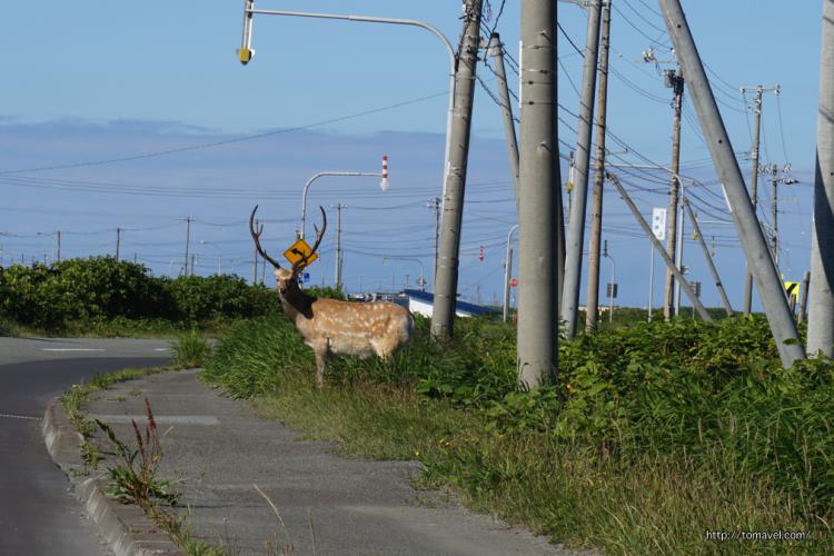 Deers seen in recommended driving course around Soya Misaki cape